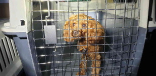 강원 강릉 주문진 신리길에서 푸들 구조