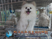 경기 김포 양촌시장 일대에서 2살 포메라니안 구조