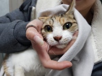 서울 신림동 관악보훈회관 인근서 한국 고양이 구조