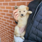 충북 청주 청주의료원 장례식장 옆에서 믹스 강아지 구조