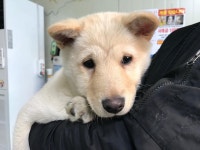 경기 안산 본오동 971-1에서 누렁이 구조
