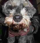 대구 달서 두류공원로 267에서 노령 슈나우져 구조