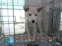 경기 동두천 정장로51에서 믹스견 구조