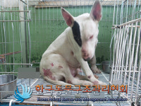 경기 연천 왕징면 백동로238에서 불테리어 구조
