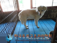 경기 연천 전곡읍 은대초교 일대에서 황구 구조