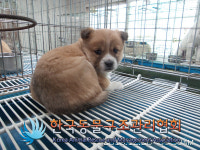 경기 포천 내촌면 금강로에서 강아지 셋 구조
