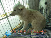 서울 종로 신영동 선덕원 인근에서 믹스견 구조