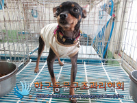 서울 중랑구 묵동 239-97에서 미니어쳐 핀셔 구조