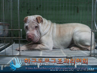 서울 강서구 허준공원 산책길에서 샤페이 구조