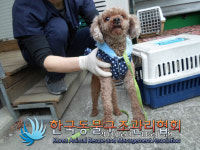 서울 노원구 한글비석로 애견용품샵 근처에서 11살 푸들 구조