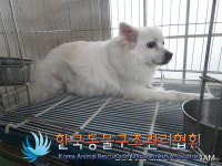 서울 성북구 성북구청 인근에서 스피츠 구조
