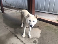 경기 광명 금하로201-105에서 파란목줄 백구 구조