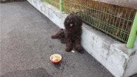 충남 당진 우강초교에서 삽살개 구조