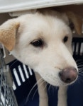 충남 서산 대산읍 화곡1리에서 백구 구조
