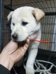 경북 경주 용강동에서 흰색 믹스견 구조