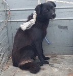 경북 청도 금천면 방지1길에서 까만 믹스견 구조