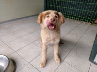 경북 포항 북구 불종로 약국에서 짙은 눈썹 강아지 구조