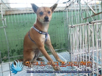 서울 금천구 디지털로9길32에서 갈검흰 강아지 구조