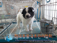 서울 강서구 염창동257-3 나들가게에서 흰검 강아지 구조