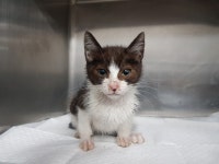 경기 광주 오포읍 고산리 일대에서 턱시도 고양이 구조