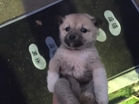 경기 안산 대부119안전센터에서 흑갈색 꼬물이 구조