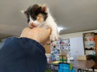 경북 포항 흥해읍 광천수온천에서 젖먹이 고양이 구조
