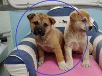 경남 창원 의창구 봉곡동에서 갈흰검 강아지 구조