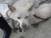 제주 정부청사 옆공원에서 백구 구조