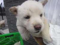 제주 한경면 신창3길에서 하얀 꼬물이 구조