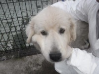 제주 제주시청 건너편에서 그레이트 피레니즈 구조