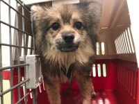 부산 수영 광남로78에서 검갈 강아지 구조