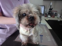 대구 달성 화원읍 천내리 편의점에서 시츄 구조