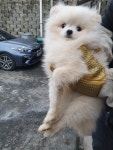 충북 청주 효자문에서 포메라니안 구조