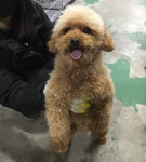 충남 아산 탕정면 동산리 한라아파트 주변에서 푸들 구조