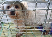 경남 창녕 남지읍 중앙로에서 말티즈 구조