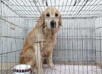 경기 여주 북내면 선돌로에서 골든 리트리버 구조