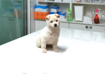 경기 여주 강천면 이호리에서 흰색 강아지 구조