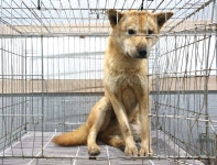 경기 여주 흥천면 외사리에서 진도견 구조