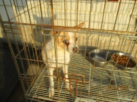 강원 동해 평릉길에서 흰갈색 강아지 구조