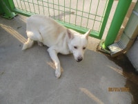 강원 동해 평릉길에서 흰갈색 강아지 구조