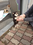 충남 서천 장항읍 신창서로에서 치와와 구조