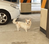 전북 군산 오식도동에서 흰갈색 강아지 구조