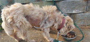 전북 군산 동군산로 성찬파출소 앞에서 베이지색 강아지 구조