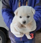 경남 사천 다평로364에서 꼬물이 4마리 구조