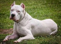 美애견협회, 바벳·도고아르헨티노 2종 공인