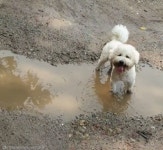 하얀 강아지 주인들 주먹 물고 울 영상..산은 산이고 물은 개좋아!