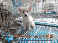 서울 금천구 탑골로2길 백산지구대 인근에서 흰색 강아지 구조