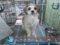 서울 강서구 내발산동 롯데슈퍼 발산점 인근에서 시츄 구조