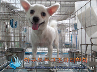 부산 동구 초량1동 초량초교 앞에서 갈색 강아지 구조