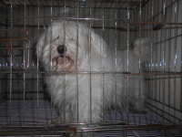 대구 동구 GS동구서호점에서 말티즈 구조